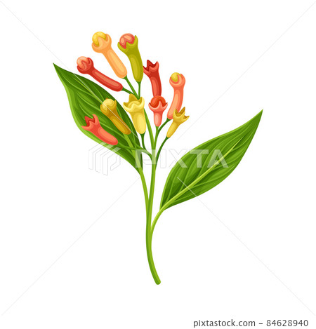 Clove Tree Branch with Ripe Aromatic Flower Bud Vector Illustration Clove Tree Branch with Ripe Aromatic Flower Bud Vector Illustration 84628940
