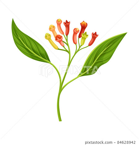 Clove Tree Branch with Ripe Aromatic Flower Bud Vector Illustration Clove Tree Branch with Ripe Aromatic Flower Bud Vector Illustration 84628942