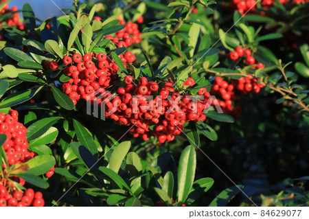 Roadside pyracantha 84629077