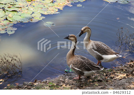 水邊的水鳥 84629312