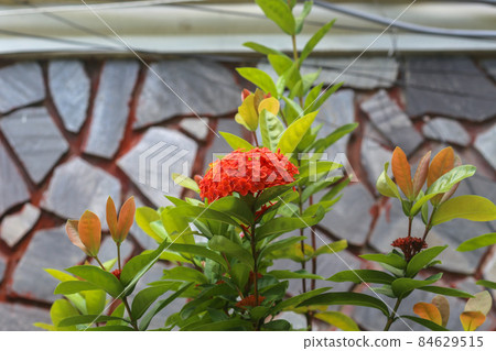 Red Ixora flower blooming in the small garden in summer 84629515