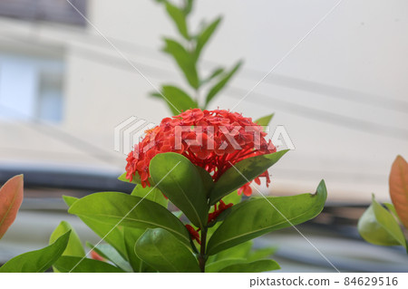 Red Ixora flower blooming in the small garden in summer 84629516
