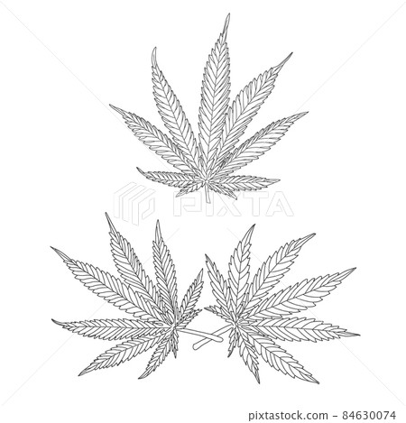 Hemp, cannabis leaves and stems 84630074