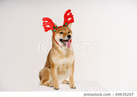New year christmas dog breed red bow antlers light background isolate red New year christmas dog breed red bow antlers light background isolate red 84630207