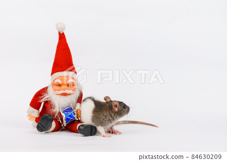 Christmas rat the symbol of new year with toy santa claus. Year of rat. Chinese Christmas rat the symbol of new year with toy santa claus. Year of rat. Chinese 84630209
