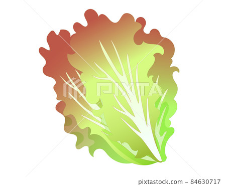 陽光生菜 84630717