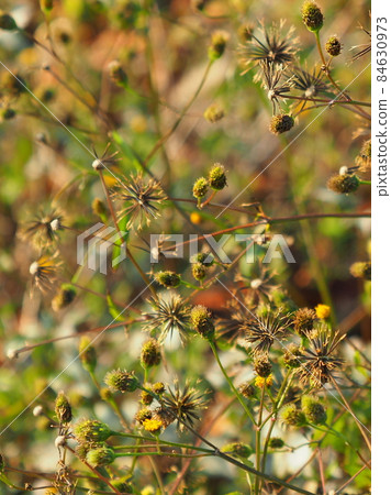 Kosendangusa (sticking insect) Kosendangusa (sticking insect) 84630973