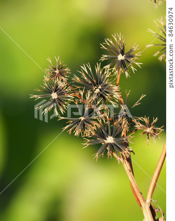 Kosendangusa (sticking insect) Kosendangusa (sticking insect) 84630974