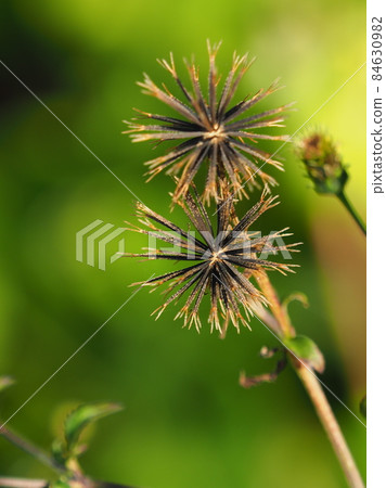 Kosendangusa (sticking insect) 84630982