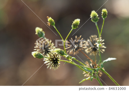 Kosendangusa (sticking insect) Kosendangusa (sticking insect) 84631000