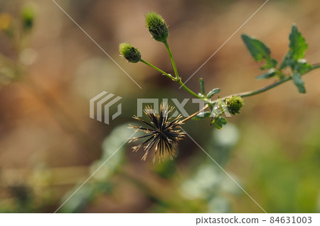 Kosendangusa (sticking insect) 84631003