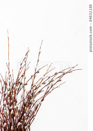 Branches and bouquet of willow isolated on white background Branches and bouquet of willow isolated on white background 84632186