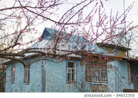 spring blooming apricot tree against the background of a rustic blue house 84632308