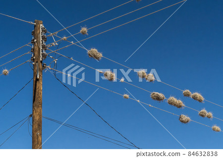tillandsia recurvata air ball moss on a wire in baja california mexico 84632838