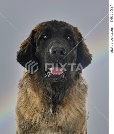 Leonberger in studio 84633554