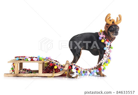 miniature pinscher in studio miniature pinscher in studio 84633557
