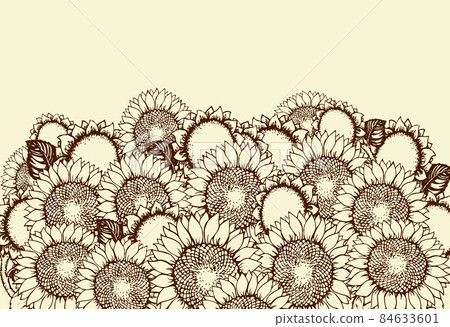Vector illustration. Sunflowers 84633601