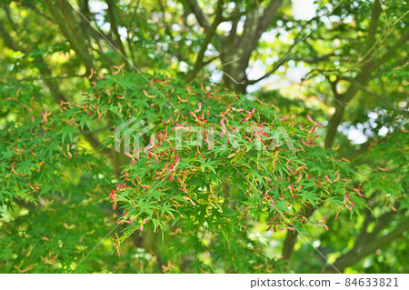 Maple fruit (samara) (spring) 84633821