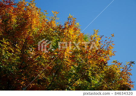 colorful autumn leaves on early fall sunny day, orange red tree crown on bright clear blue sky background 84634320