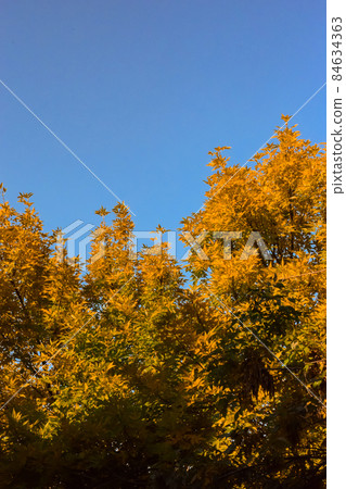bright orange yellow autumn leaves in early fall on clear blue sky background, earth tones color palette bright orange yellow autumn leaves in early fall on clear blue sky background, earth tones color palette 84634363
