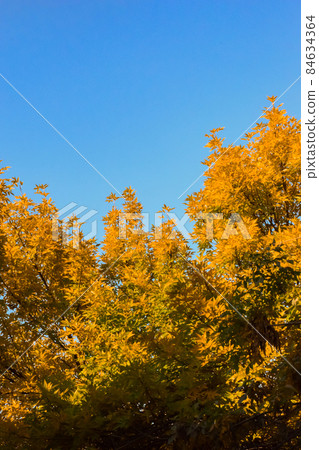 bright orange yellow autumn leaves in early fall on clear blue sky background, earth tones color palette bright orange yellow autumn leaves in early fall on clear blue sky background, earth tones color palette 84634364
