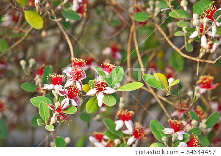 Red and white feijoa flowers (spring) Red and white feijoa flowers (spring) 84634457