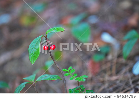 Little red ardisia japonica (autumn) 84634799