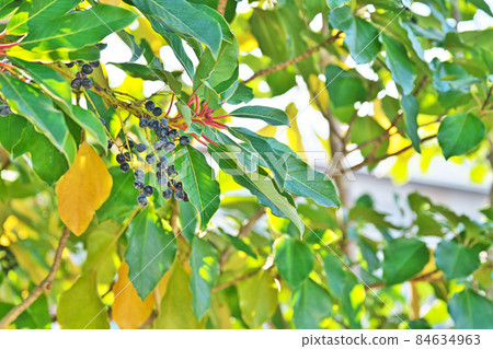 Black Yuzuriha fruit (autumn) Black Yuzuriha fruit (autumn) 84634963