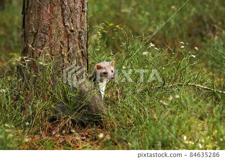 Beautiful cute forest animal. Beech marten, Martes foina, in autumn forest. Wildlife scene from Czech republic 84635286