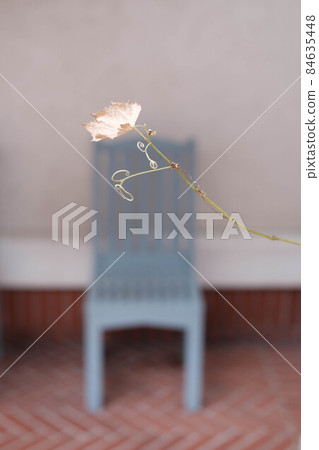 Flowers and chairs. Cut out the petals with a telephoto lens and blur the chair in the background. Flowers and chairs. Cut out the petals with a telephoto lens and blur the chair in the background. 84635448