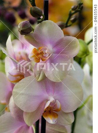 Blooming phalaenopsis orchid in a greenhouse Blooming phalaenopsis orchid in a greenhouse 84635543