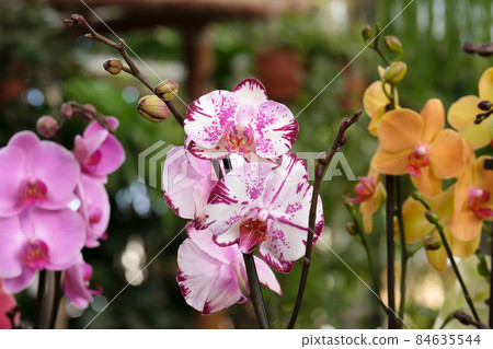 Blooming phalaenopsis orchid in a greenhouse Blooming phalaenopsis orchid in a greenhouse 84635544