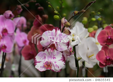 Blooming phalaenopsis orchid in a greenhouse Blooming phalaenopsis orchid in a greenhouse 84635545