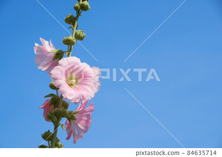 晴天花園裡盛開的蜀葵花 84635714