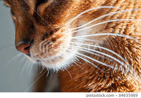 closeup macro view of purebred Abyssinian cat whiskers. Happy smiling cat closeup macro view of purebred Abyssinian cat whiskers. Happy smiling cat 84635989