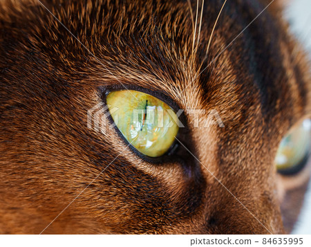 closeup macro view of purebred Abyssinian cat eye looking sideway. She has beautiful green olive eyes. closeup macro view of purebred Abyssinian cat eye looking sideway. She has beautiful green olive eyes. 84635995