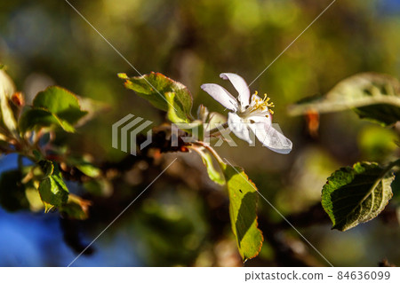 Beautiful white apple blossom flowers in spring time. Background with flowering apple tree. Inspirational natural floral spring blooming garden or park. Colorful ecology nature landscape Beautiful white apple blossom flowers in spring time. Background with flowering apple tree. Inspirational natural floral spring blooming garden or park. Colorful ecology nature landscape 84636099