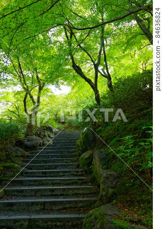 Tofukuji Temple, the beginning of the autumn leaves of maples, the valley, Sengokukan Canyon Tofukuji Temple, the beginning of the autumn leaves of maples, the valley, Sengokukan Canyon 84636824