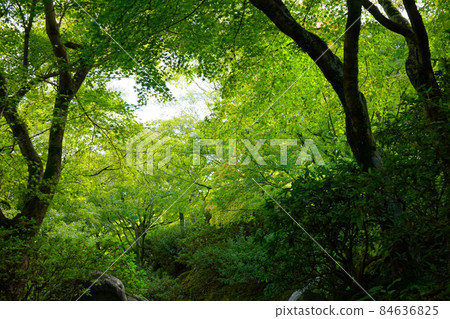 Tofukuji Temple, the beginning of the autumn leaves of maples, the valley, Sengokukan Canyon Tofukuji Temple, the beginning of the autumn leaves of maples, the valley, Sengokukan Canyon 84636825