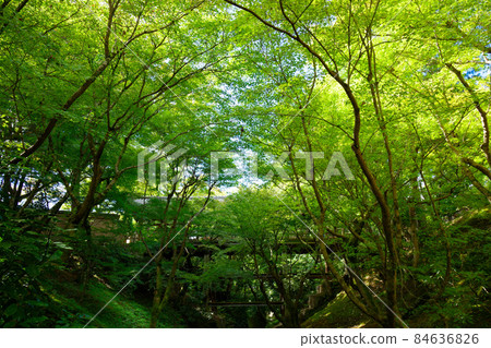 Tofukuji Temple, the beginning of the autumn leaves of maples, the valley, Sengokukan Canyon Tofukuji Temple, the beginning of the autumn leaves of maples, the valley, Sengokukan Canyon 84636826