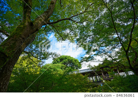Tofukuji Temple Tsutenbashi and the beginning of the autumn leaves of maples 84636861