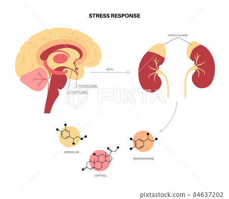 Stress responce system 84637202