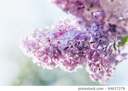 Beautiful smell violet purple lilac blossom flowers in spring time. Close-up blossom twigs of lilac. Inspirational natural floral spring blooming garden or park. Colorful ecology nature landscape Beautiful smell violet purple lilac blossom flowers in spring time. Close-up blossom twigs of lilac. Inspirational natural floral spring blooming garden or park. Colorful ecology nature landscape 84637279