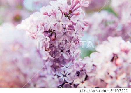 Beautiful smell violet purple lilac blossom flowers in spring time. Close-up blossom twigs of lilac. Inspirational natural floral spring blooming garden or park. Colorful ecology nature landscape Beautiful smell violet purple lilac blossom flowers in spring time. Close-up blossom twigs of lilac. Inspirational natural floral spring blooming garden or park. Colorful ecology nature landscape 84637301