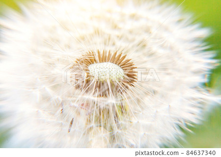 Dandelion seeds blowing in wind in summer field background. Change growth movement and direction concept. Inspirational natural floral spring or summer garden or park. Ecology nature landscape 84637340