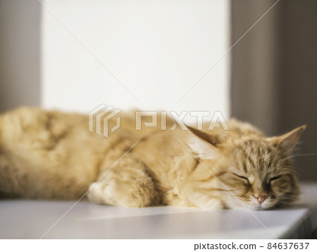 Cute ginger cat sleeps on window sill. Fluffy pet has a nap on sunlight. Cozy home. Comfort and tranquility. 84637637