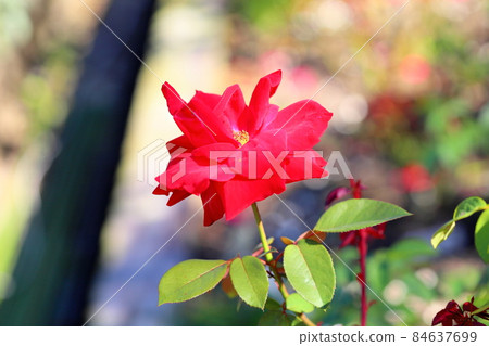 Rose flower Rob Roy 84637699