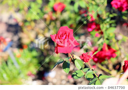 Rose flower Rob Roy 84637700