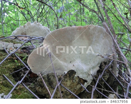 Mushroom Polyporaceae Large Mushroom Polyporaceae Large 84637956