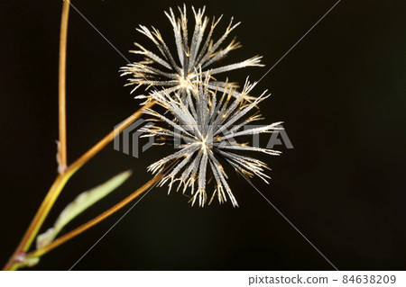  三葉鬼針草 84638209